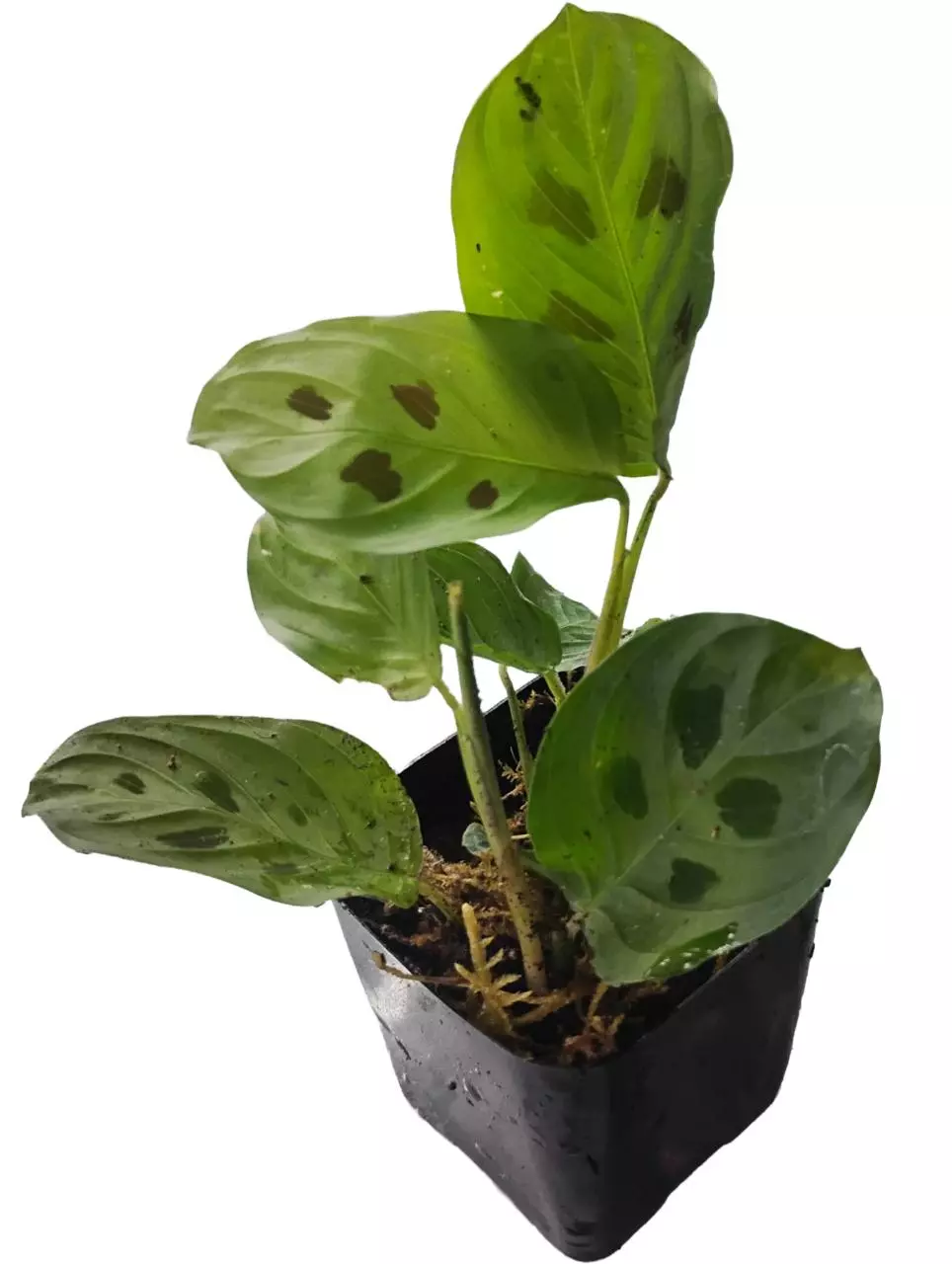 plant/Maranta sp. Repens?-1