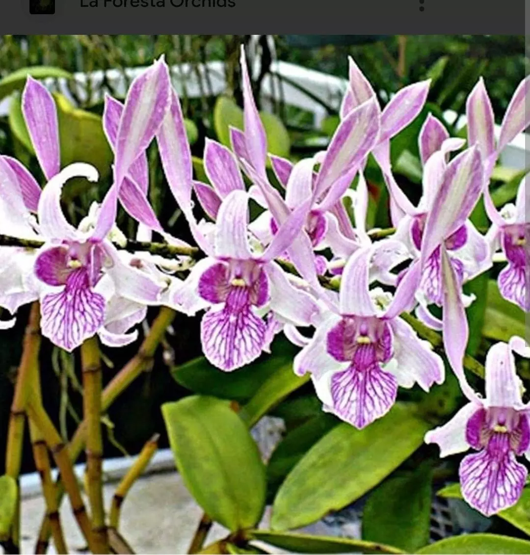 plant/in Spike Dendrobium lorrie moretimer beautiful orchid plant-0