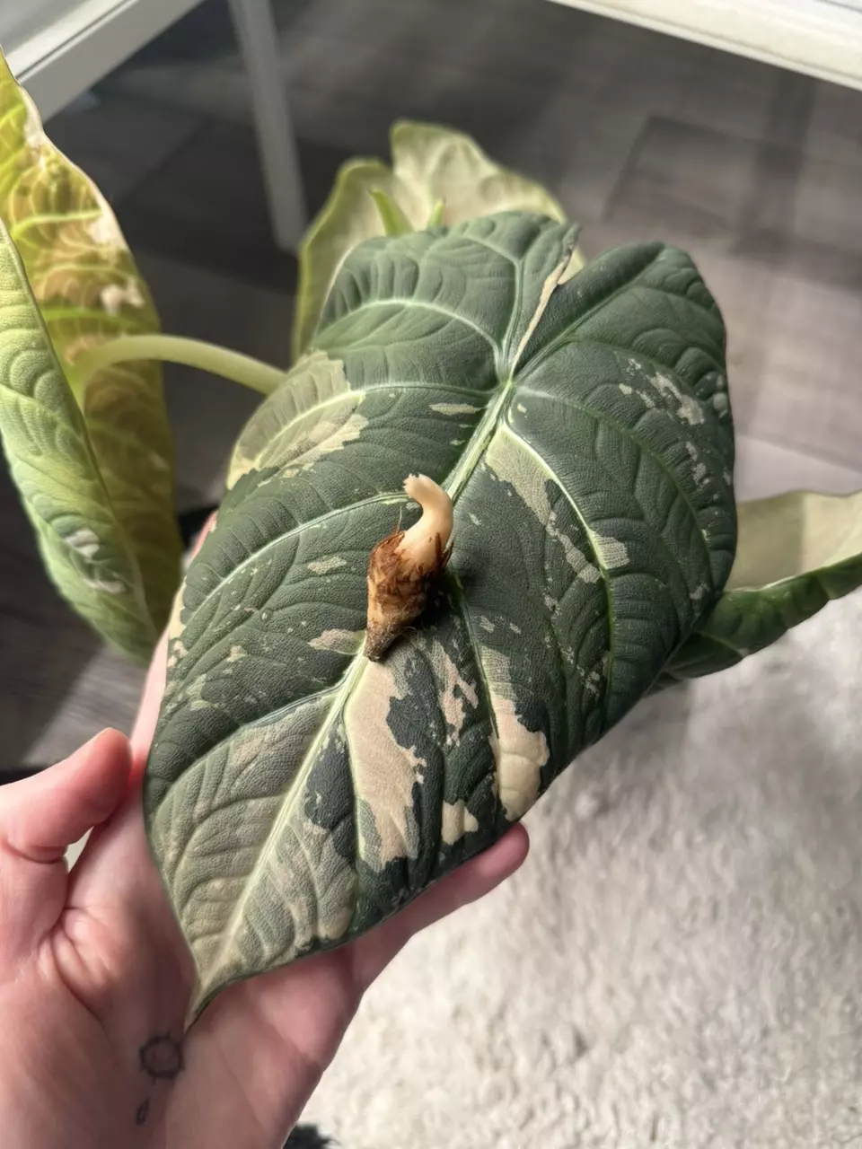 plant/Alocasia Maharani Albo Corm-0