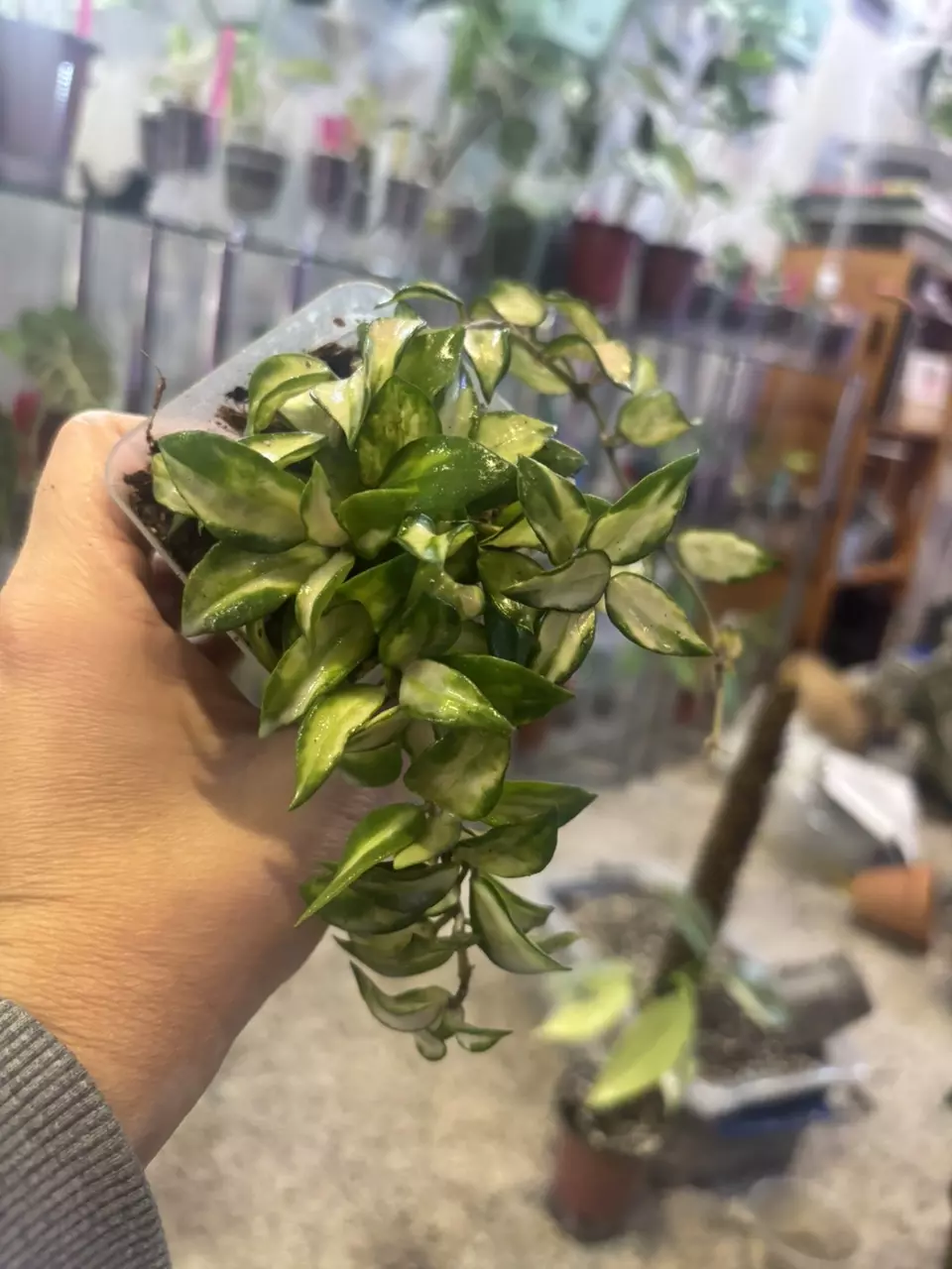 plant/Hoya lacunosa tri color Bruno-1