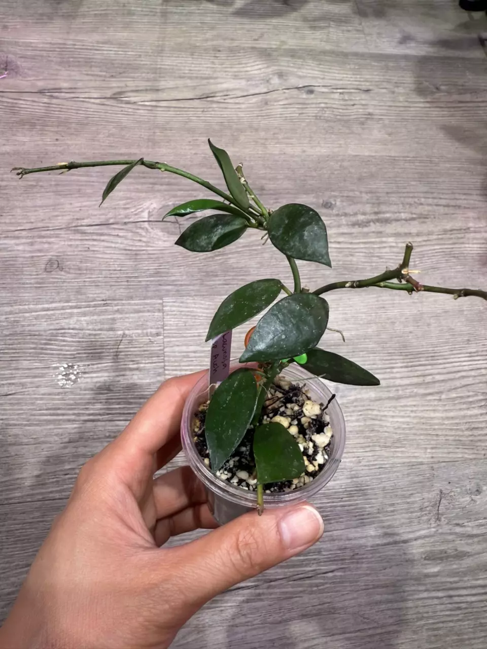 plant/Hoya Lacunosa sp Aceh-0