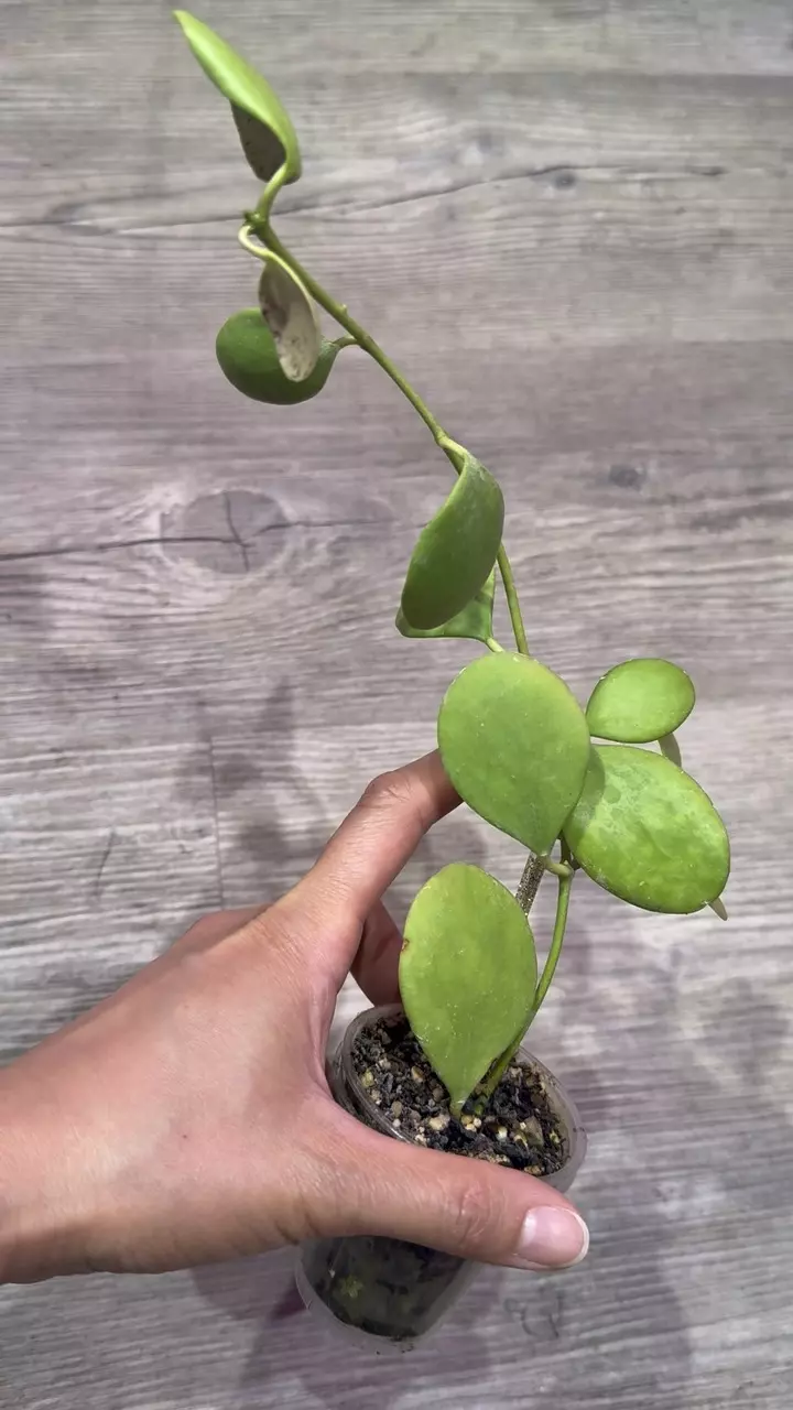 plant/Hoya Kastbergii-1