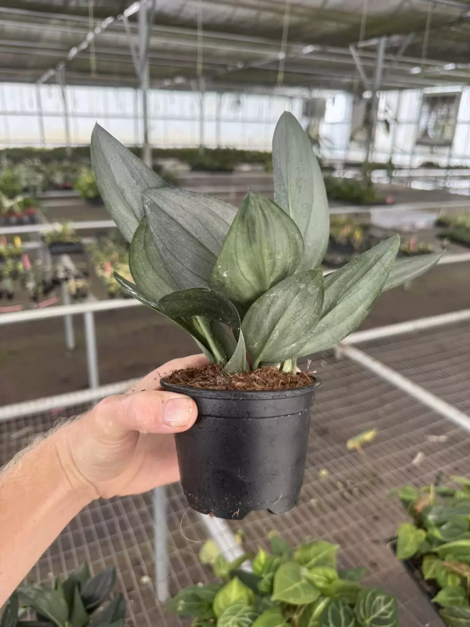 plant/Scindapsus treubii dark form 4” pot growers choice-6