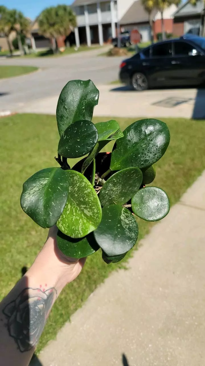 plant/Hoya obovata splash-0