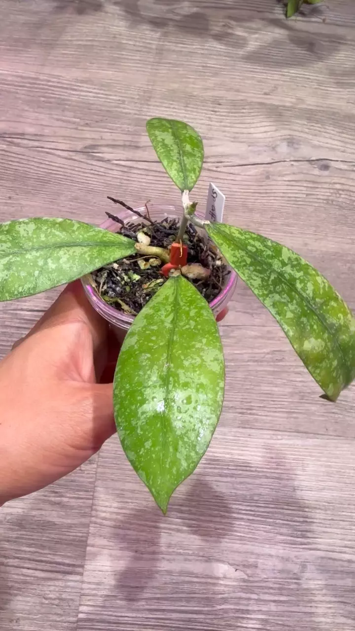 plant/Hoya sp aff Lambii-1