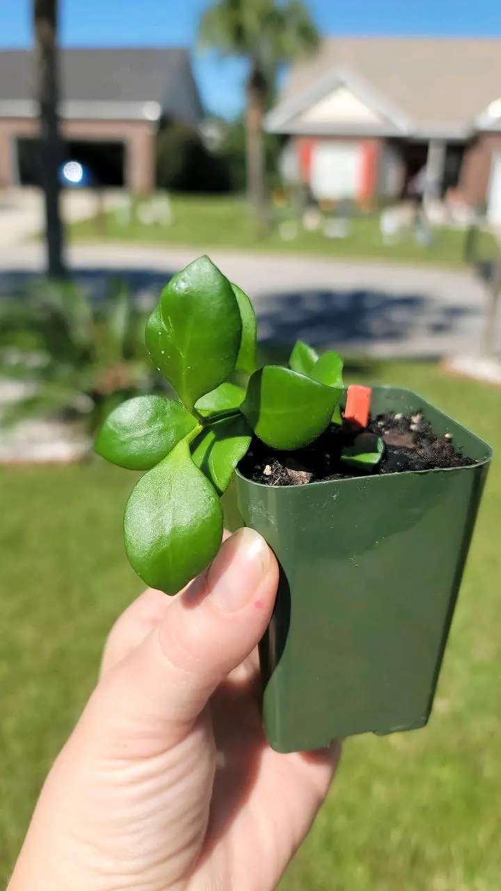 plant/Hoya heuschkeliana seedling-0