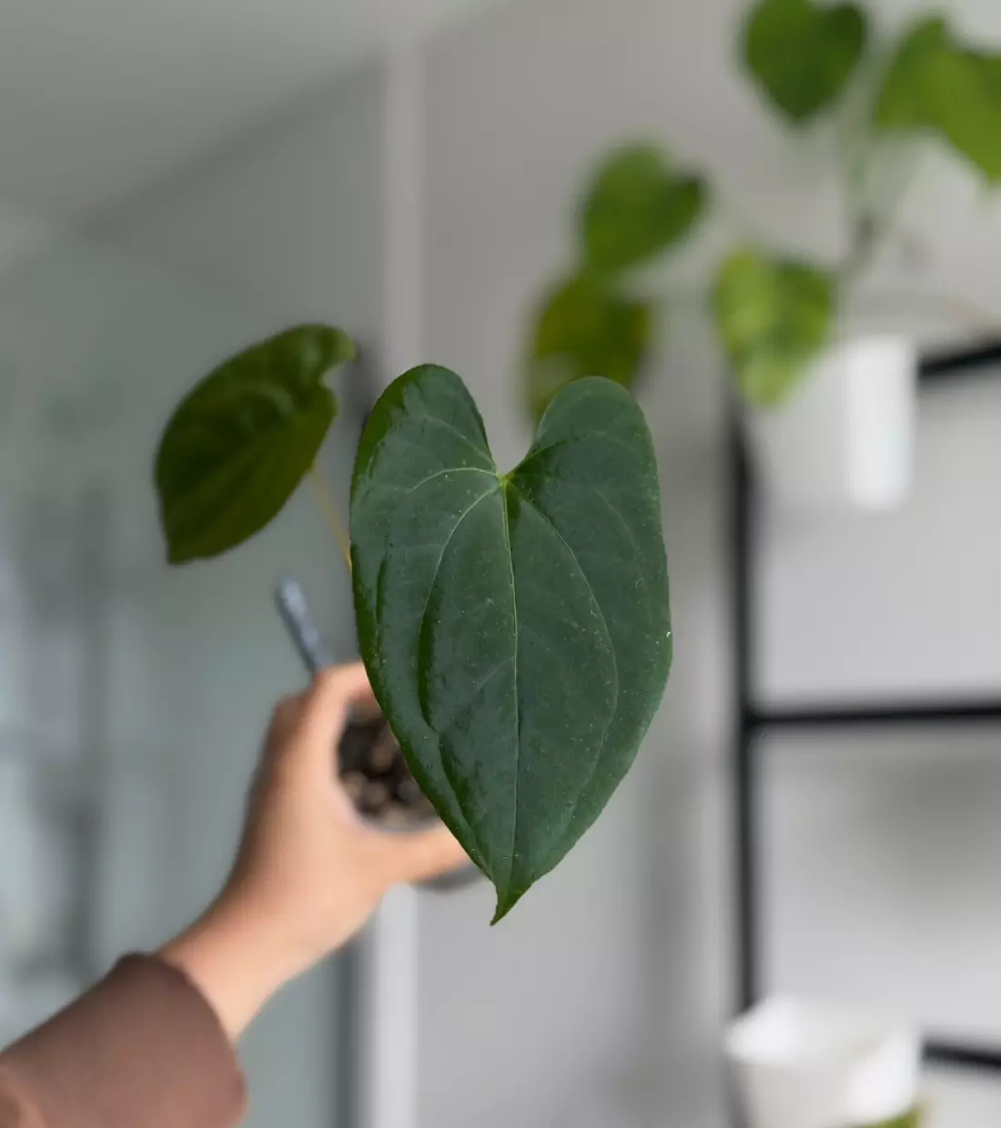 plant/(Stripey Mag x Kuna Yard) x Dark Phoenix-0