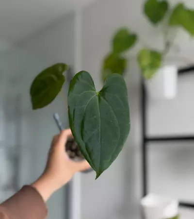 plant/(Stripey Mag x Kuna Yard) x Dark Phoenix-0-thumbnail