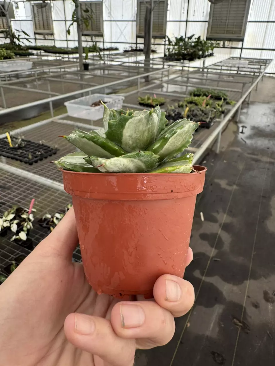 plant/Variegated agave 4” pot growers choice-6