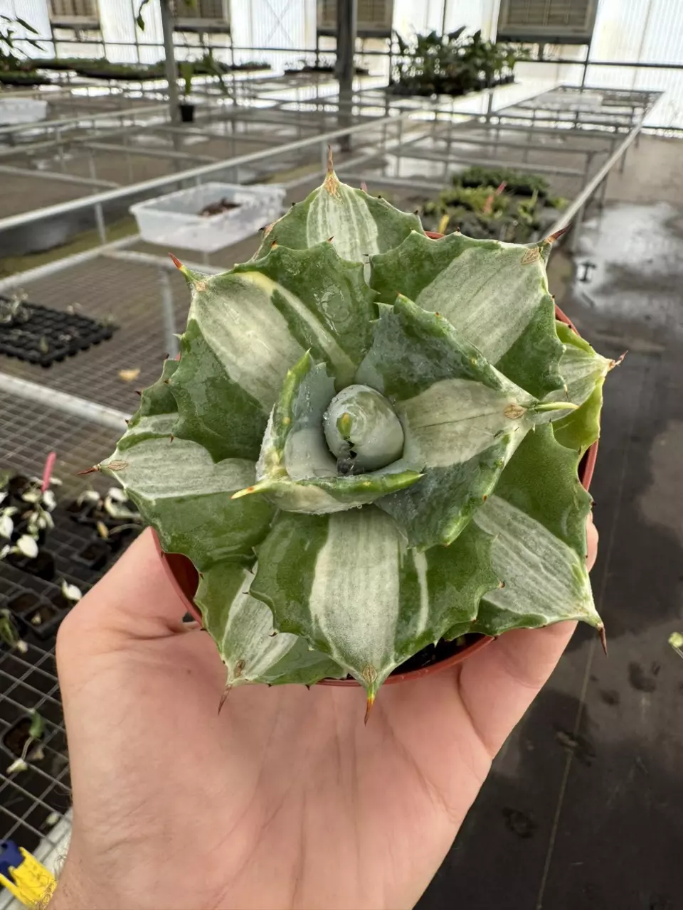 plant/Variegated agave 4” pot growers choice-0
