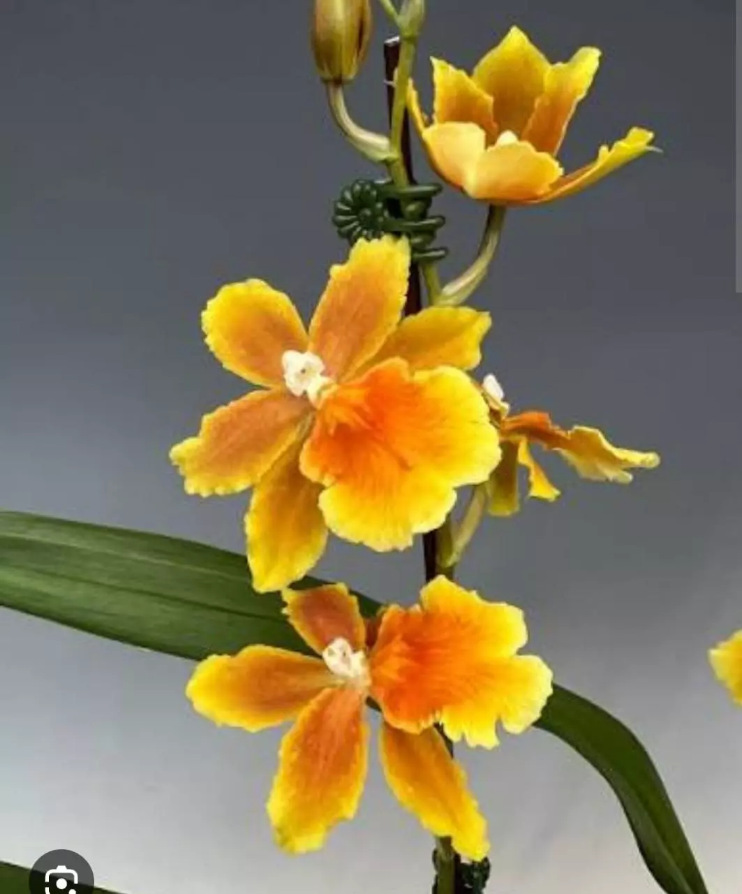 plant/Osp Brazilian sun samba in spike-0