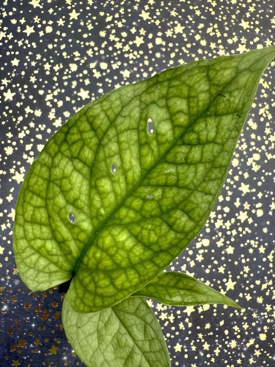 plant/Amydrium medium green-0