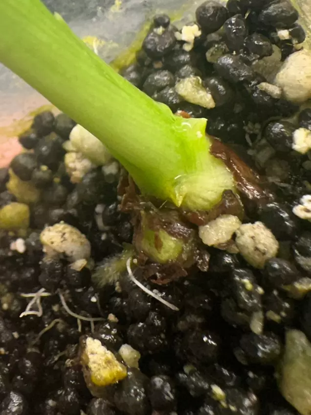 plant/Alocasia Acuminata Albo-2
