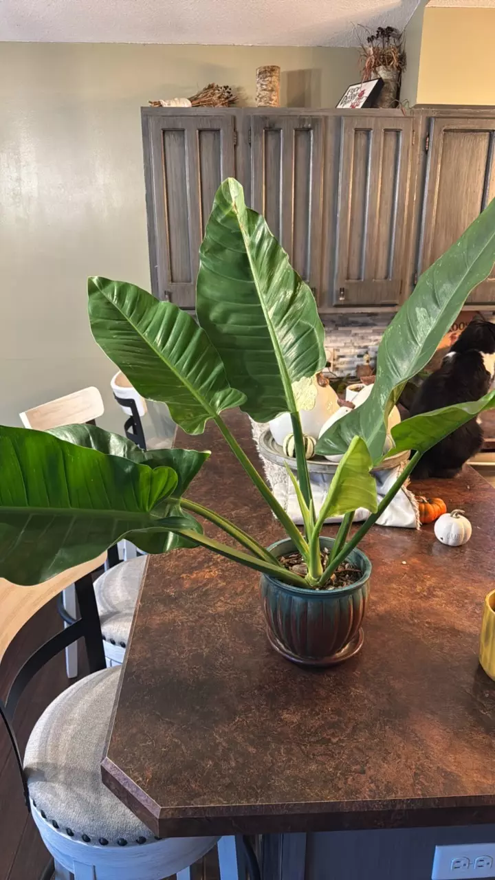 plant/var philo Orlando-0