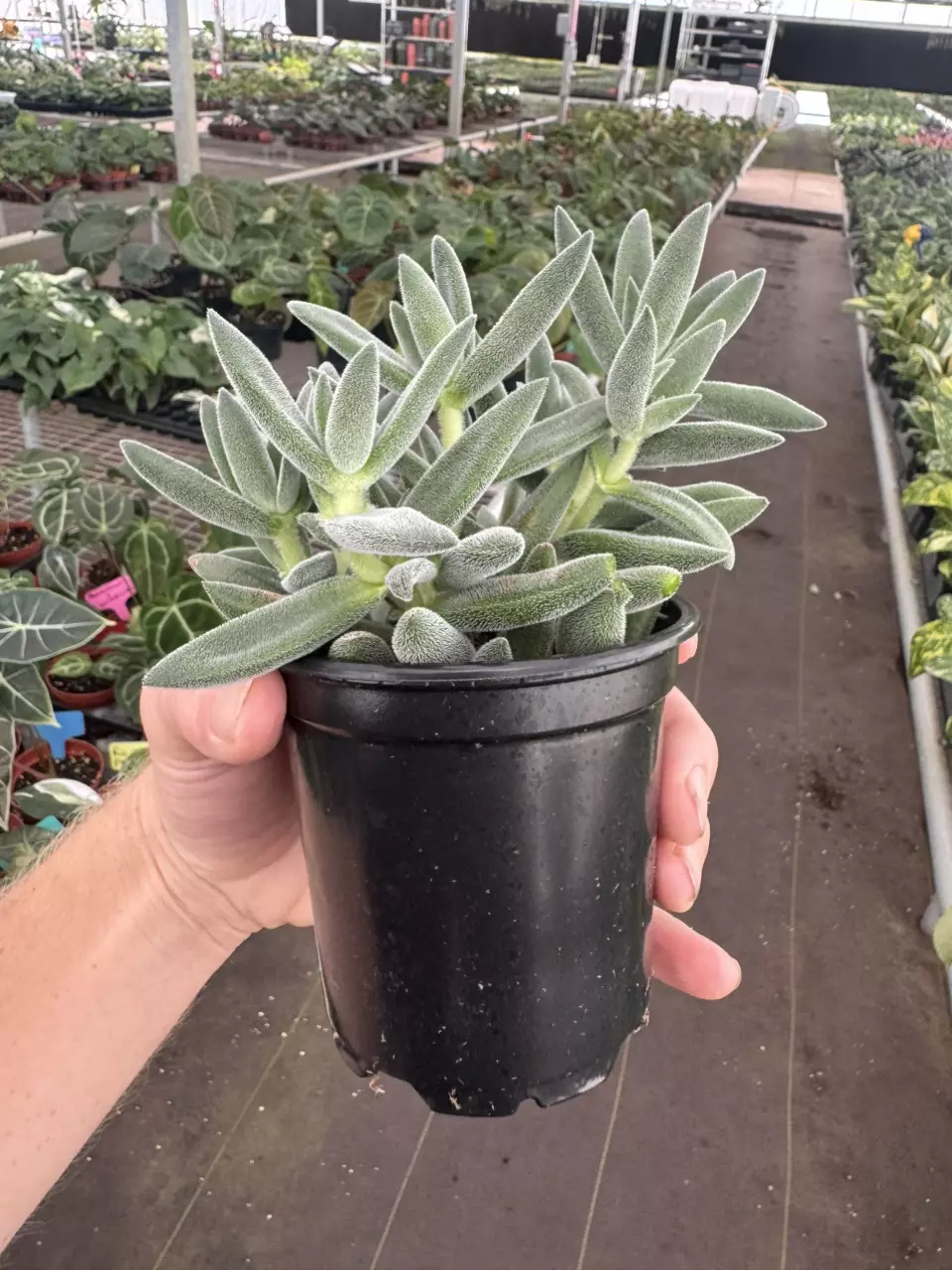 plant/Crassula tarantula 4” pot growers choice-6