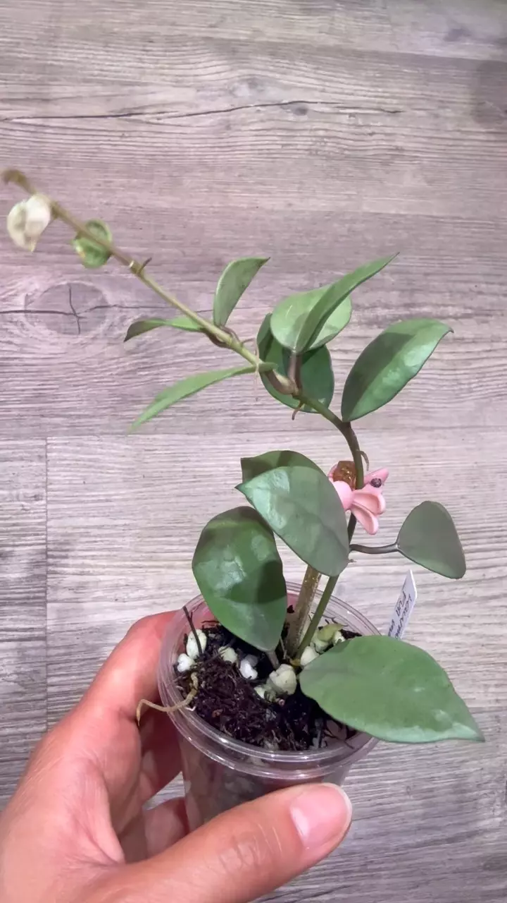 plant/Hoya Lacunosa Full moon-1