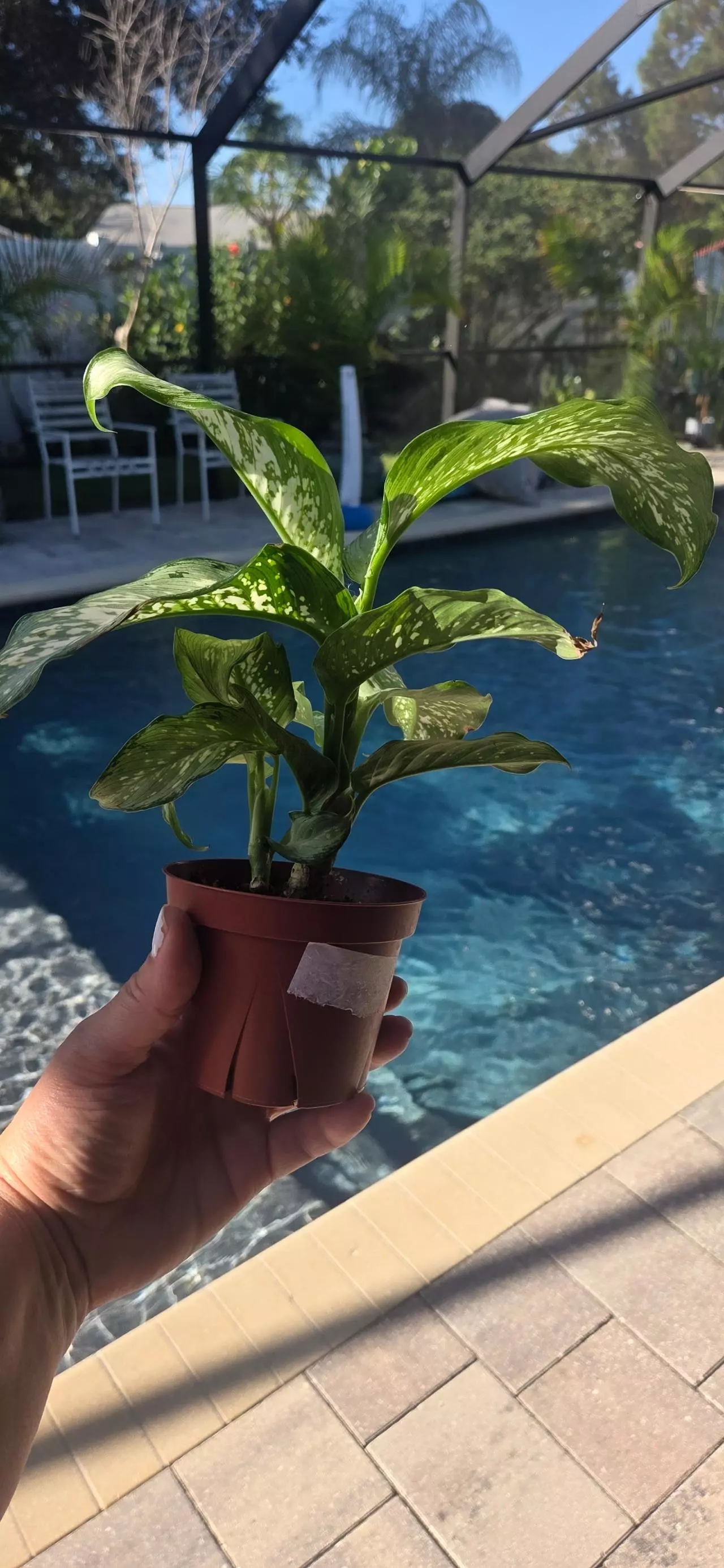 plant/Dieffenbachia Corsii-1