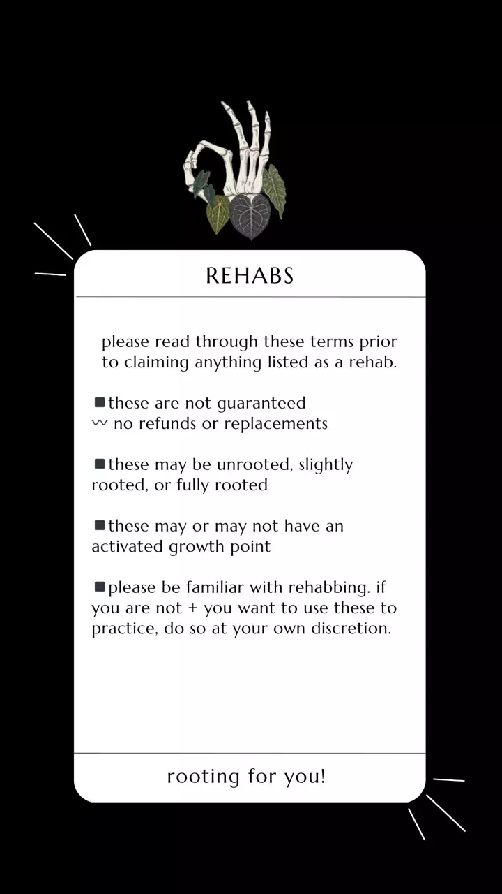 plant/ANTHURIUM MYSTERY BOX: REHAB+REGULAR-1