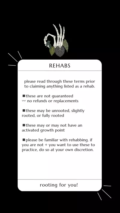 plant/ANTHURIUM MYSTERY BOX: REHAB+REGULAR-1-thumbnail