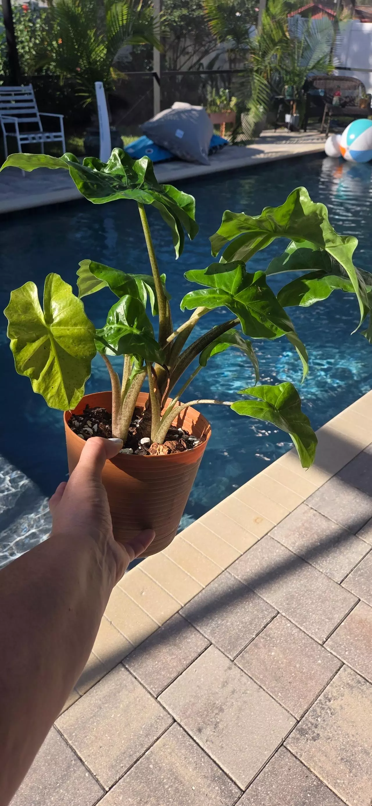 plant/Alocasia "low rider"-1