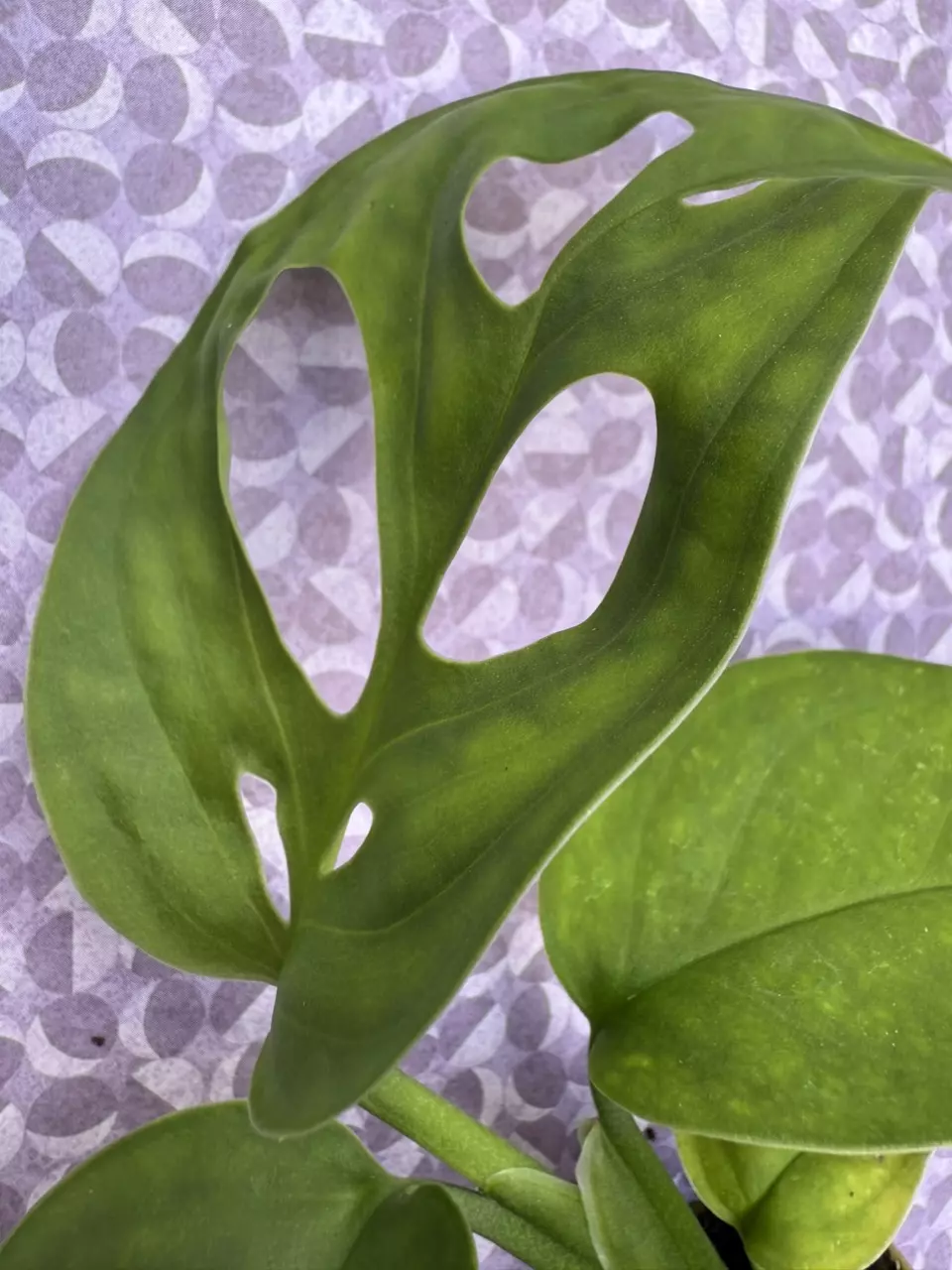 plant/Monstera esqueleto-1