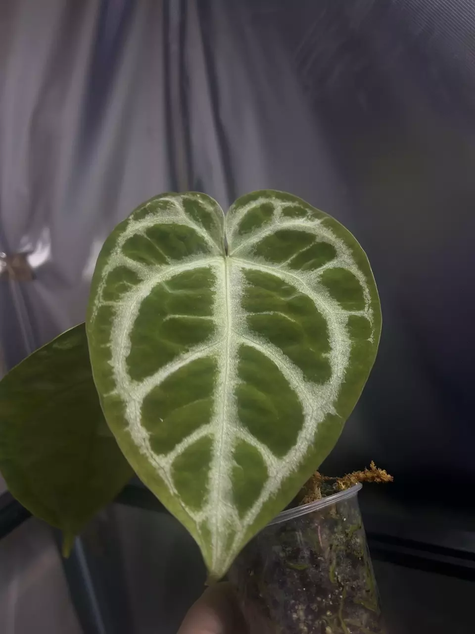 plant/Anthurium selby silver-1