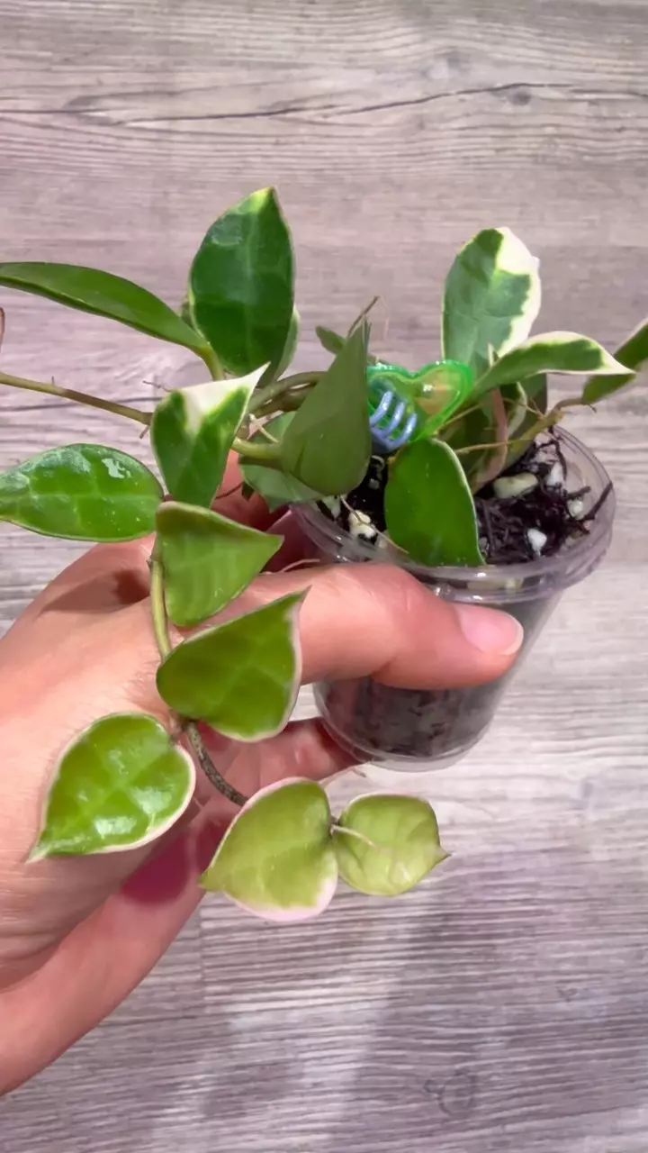 plant/Hoya Lacunosa Asami-1