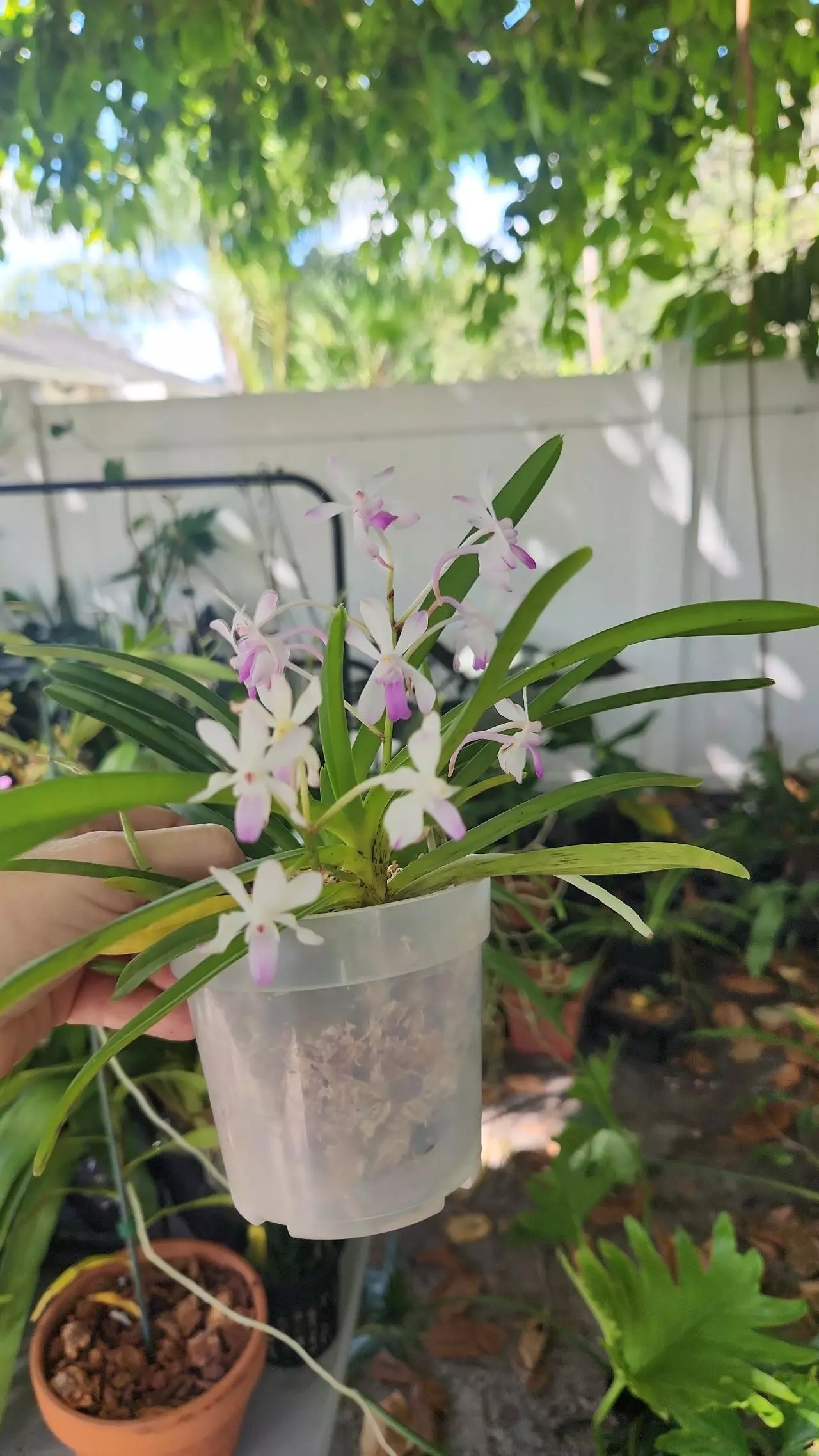 plant/Neostylis cross Vanda in spike 2 plants 1 pot blowing size mini compact orchids-0