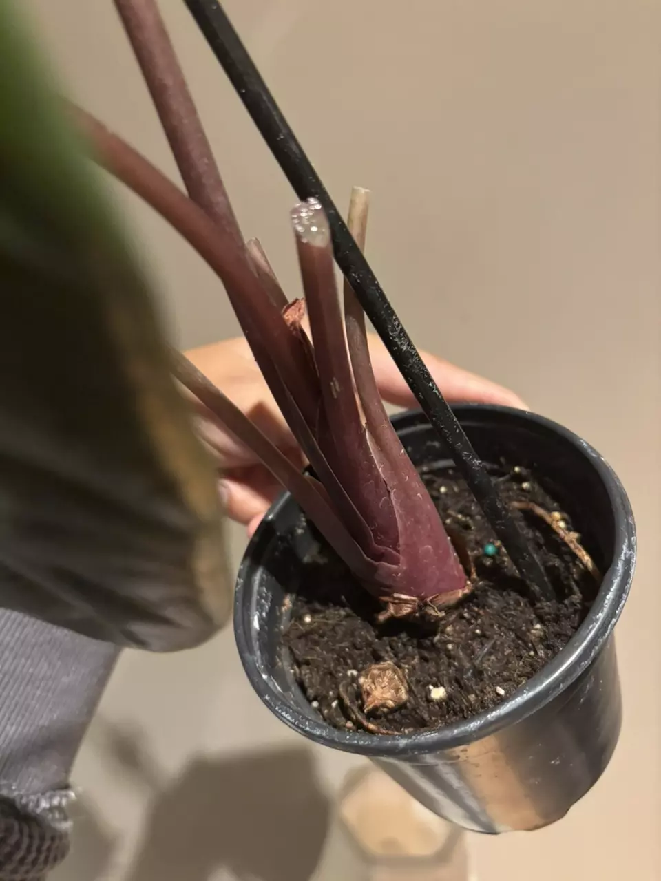 plant/Alocasia sedenii-2