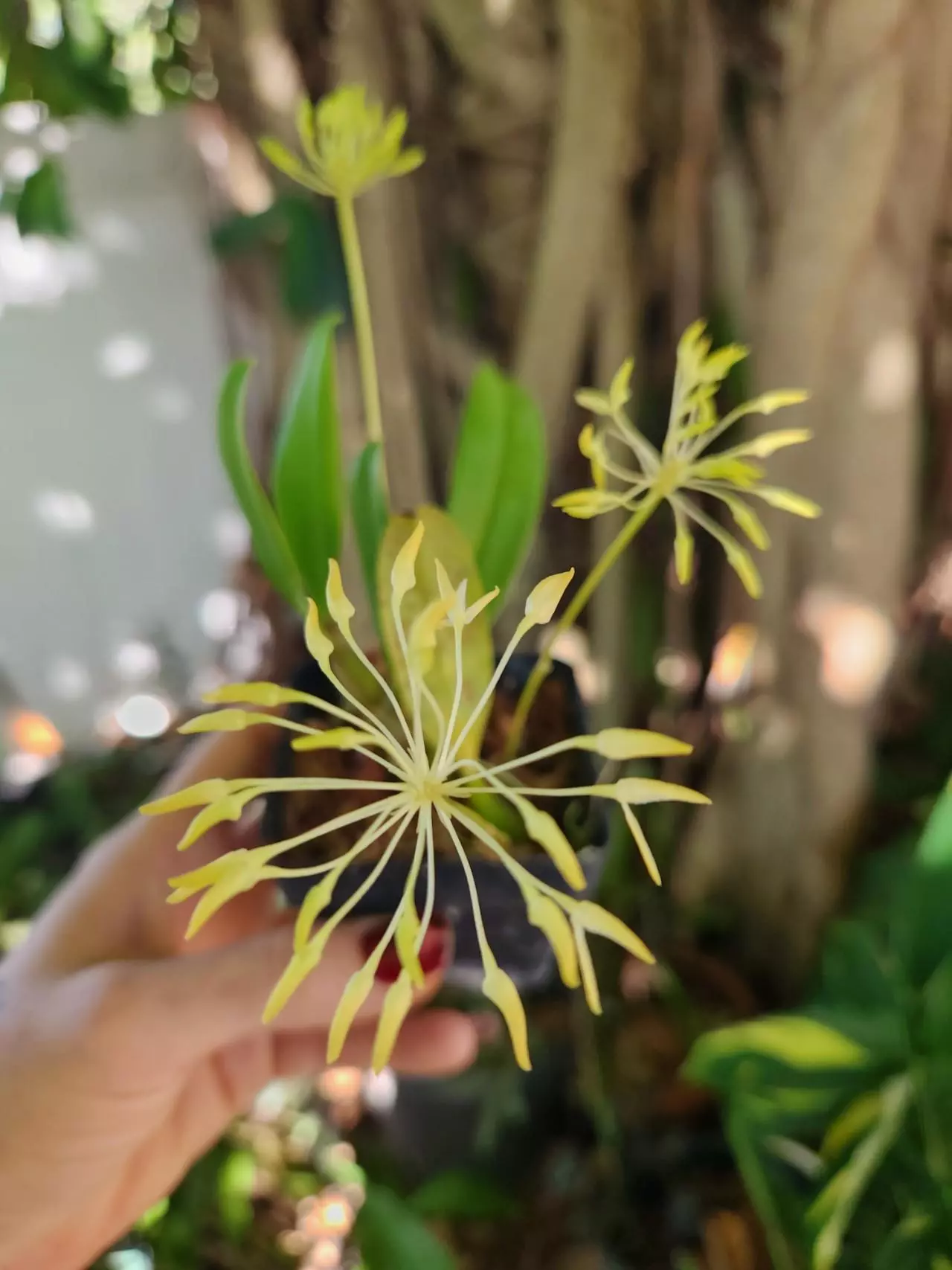 plant/Bulbophyllum laxiflorum in spike-0