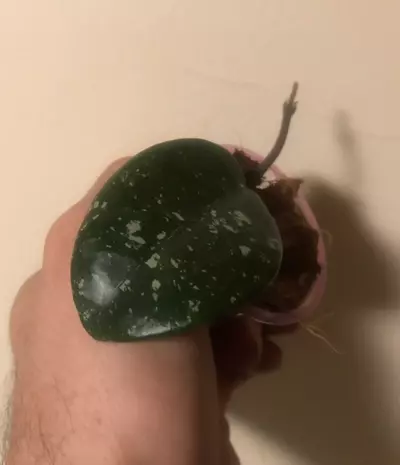 plant/Hoya SMS Brian top cutting rooted and rearing to go!!! Such a gorgeous sms cross-0-thumbnail