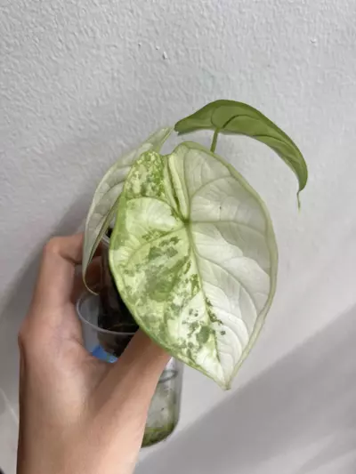 plant/Alocasia silver dragon albo-2-thumbnail