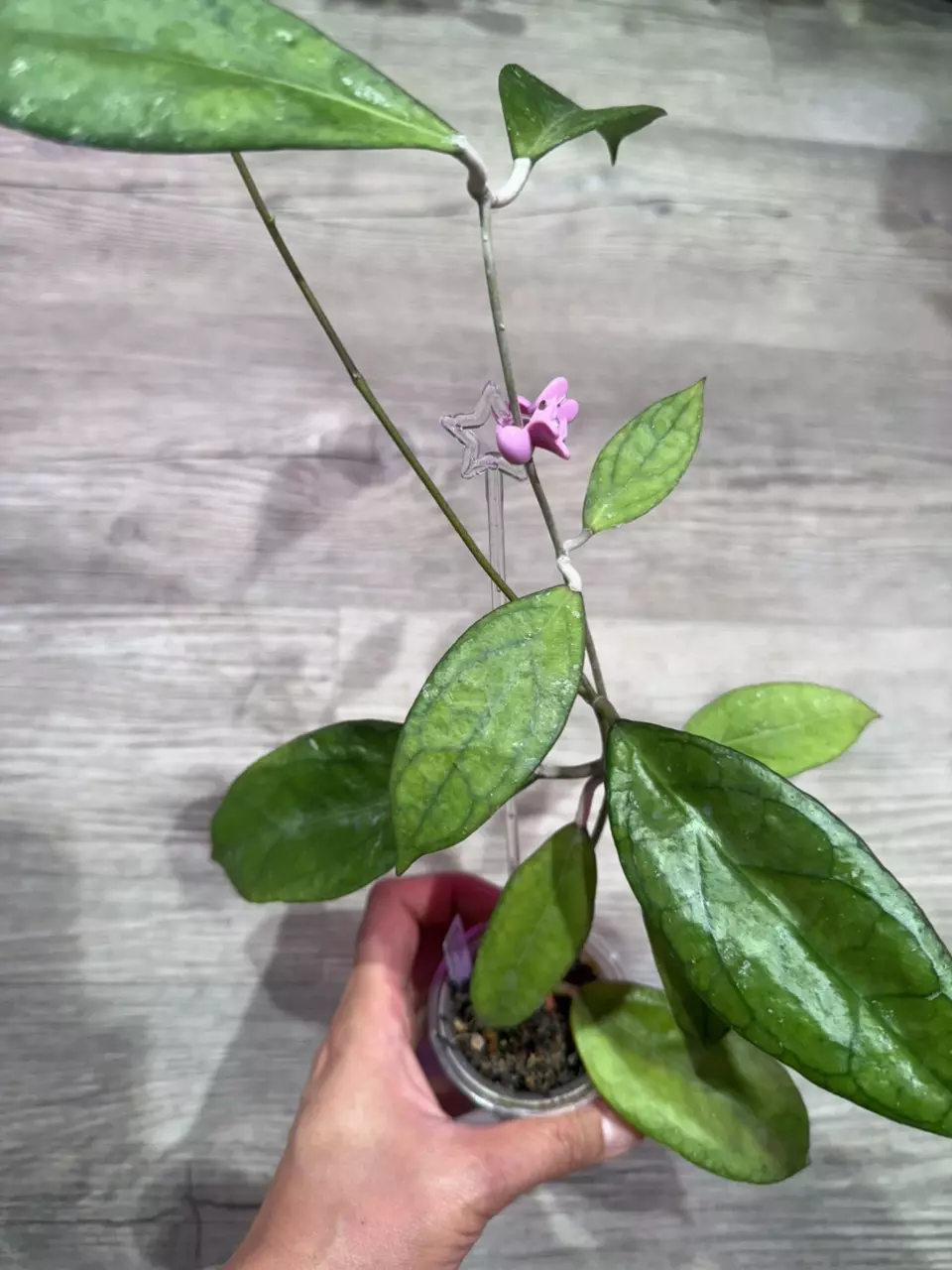 plant/Hoya Tequila sunrise-0