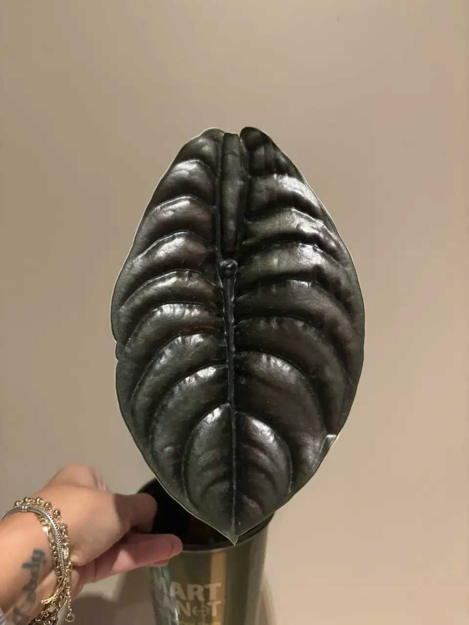 plant/Alocasia cuprea-0