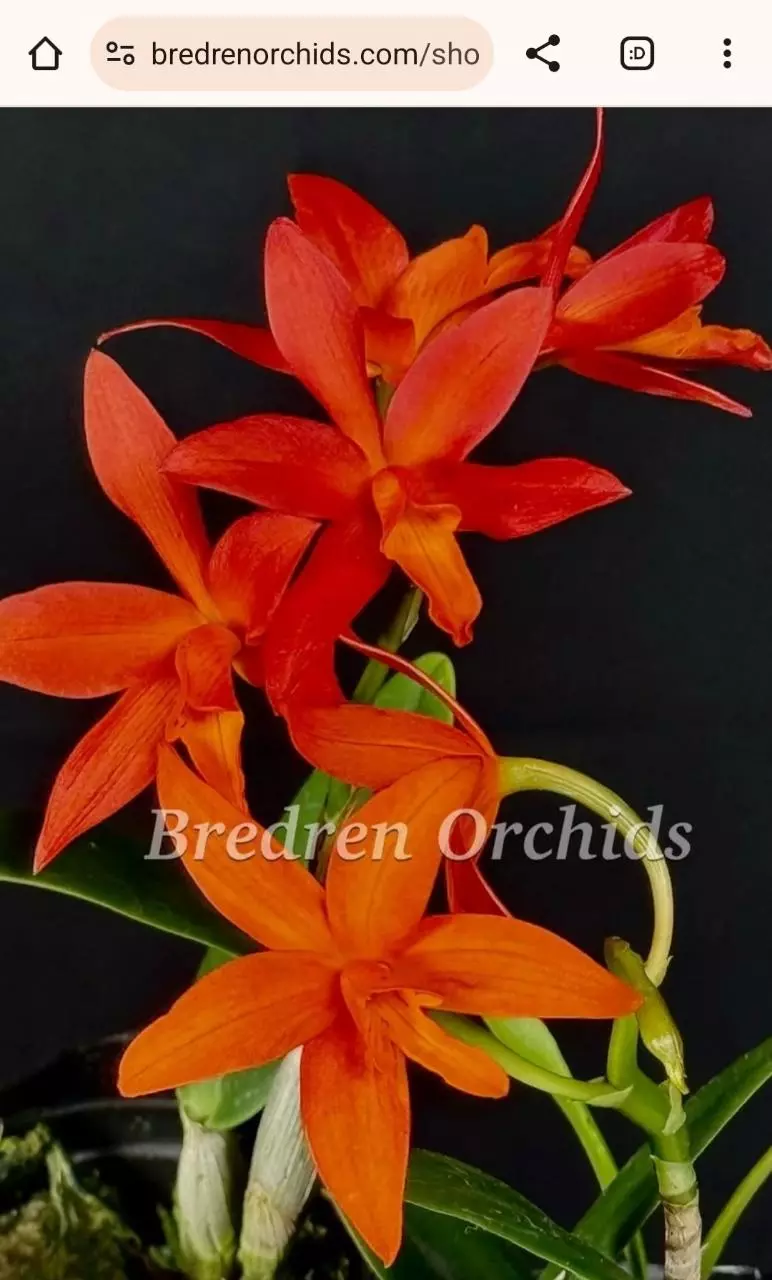 plant/Cattleya Aurantiaca spots x cattleya harmill orange glow Blooming size-0
