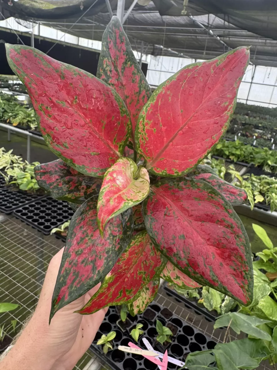plant/Aglaonema black maroon 4” pot growers choice-0