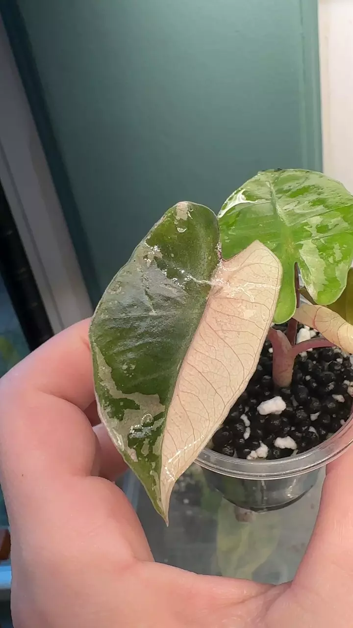 plant/Alocasia Pink Pseudo Sanderiana-0