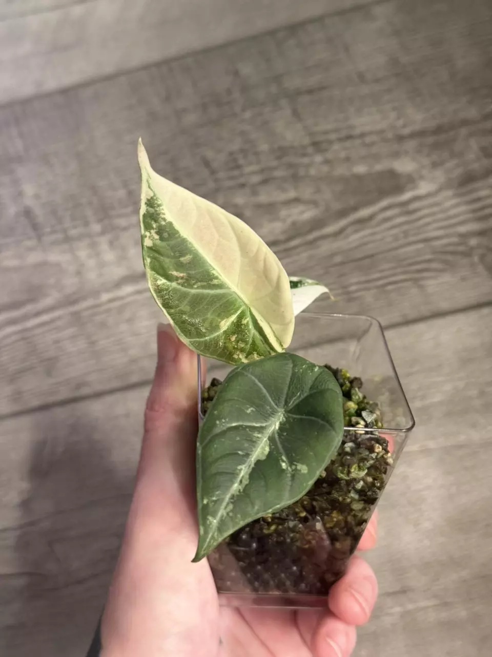 plant/Alocasia Maharani Albo Corm-1