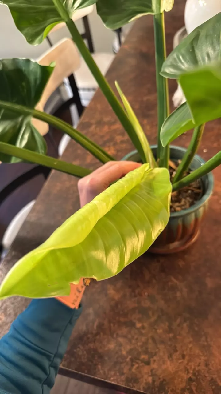 plant/var philo Orlando-2