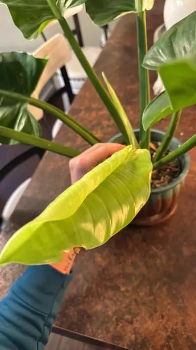 plant/var philo Orlando-2-thumbnail