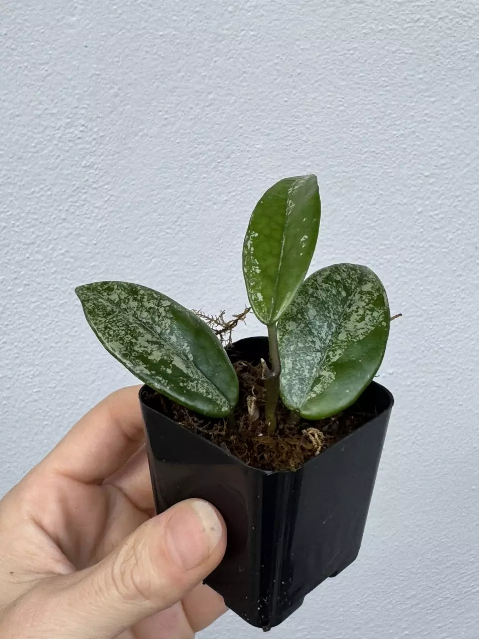 plant/Hoya Wilbur Graves China-0