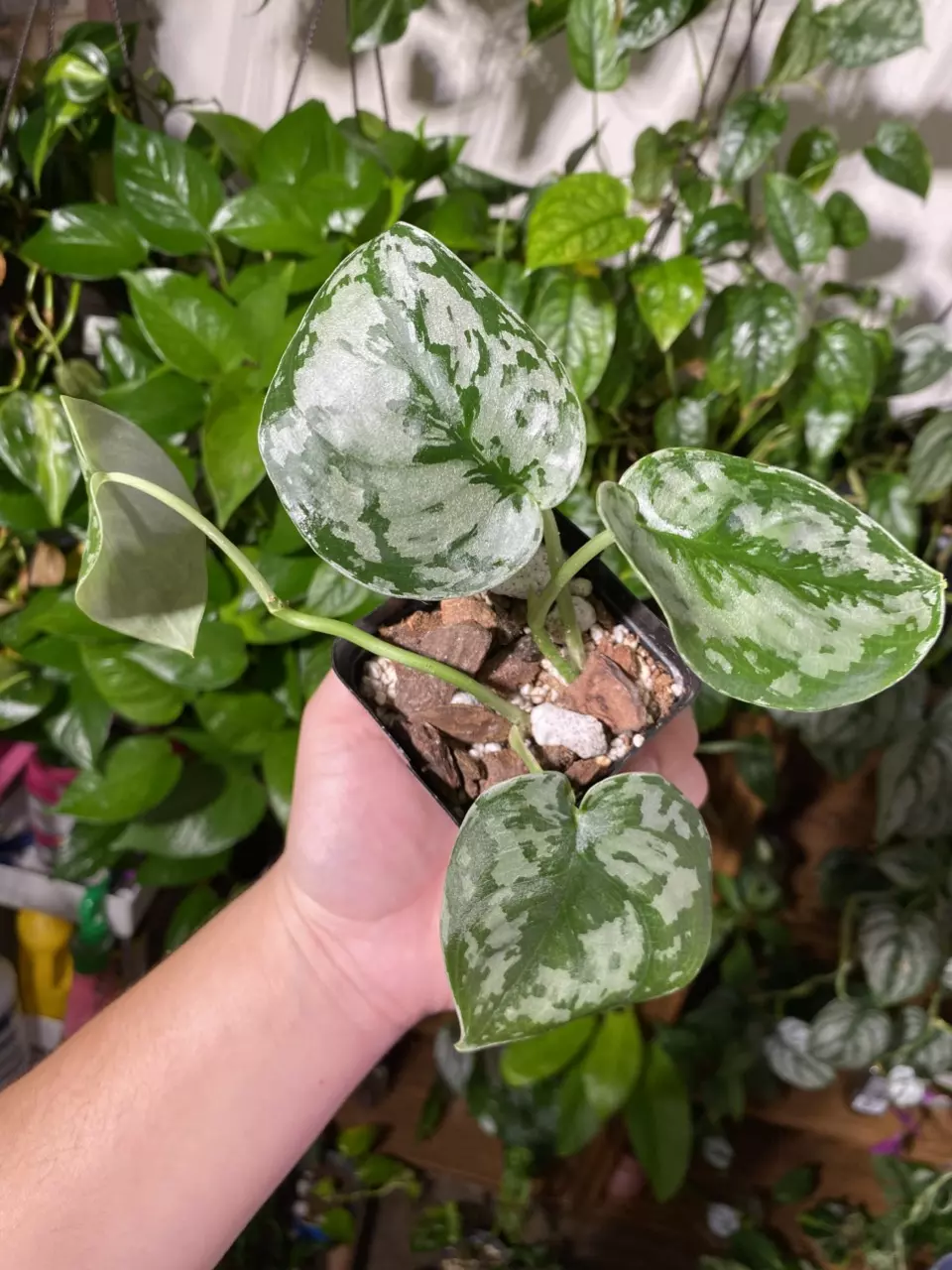 plant/Scindapsus Exotica-0