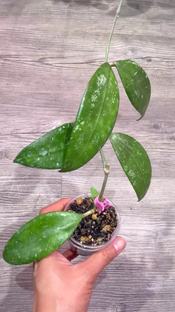 plant/Hoya Ko Chang island-1