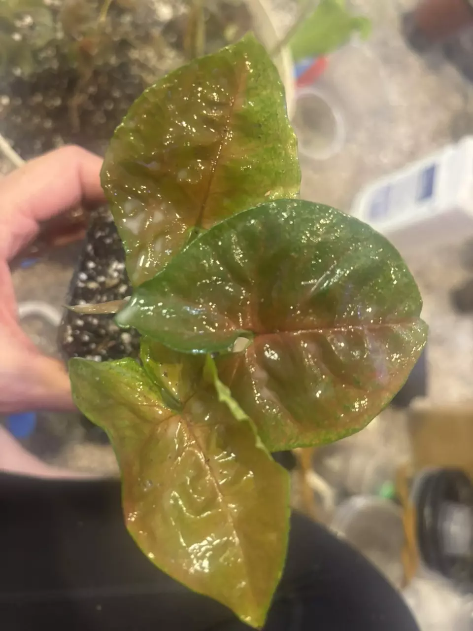 plant/Syngonium Merry Maria-0