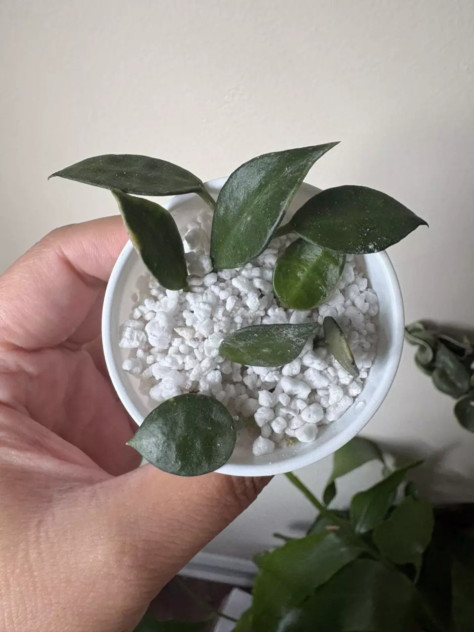 plant/Hoya Lacunosa Asami Clone 2-0