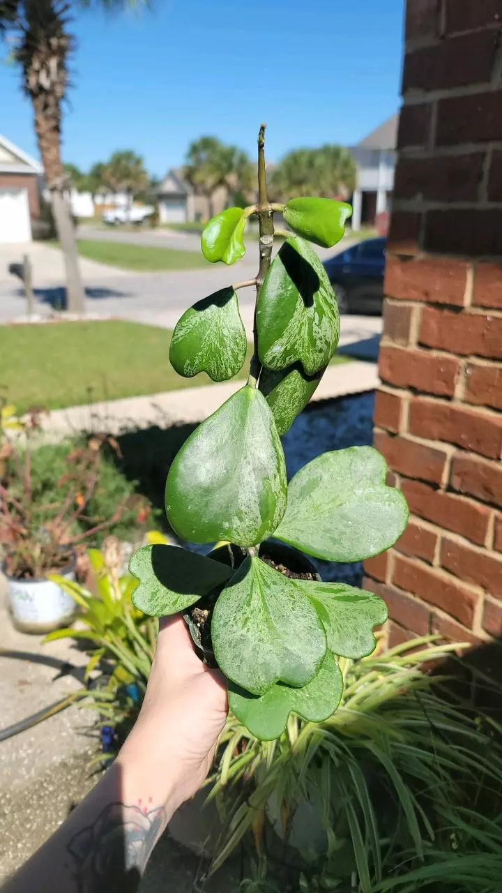plant/Hoya kerrii splash-0