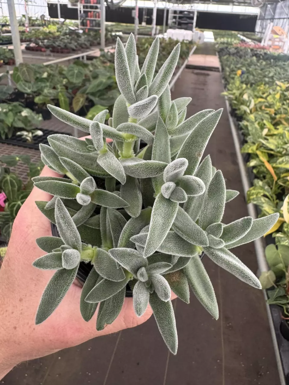 plant/Crassula tarantula 4” pot growers choice-1