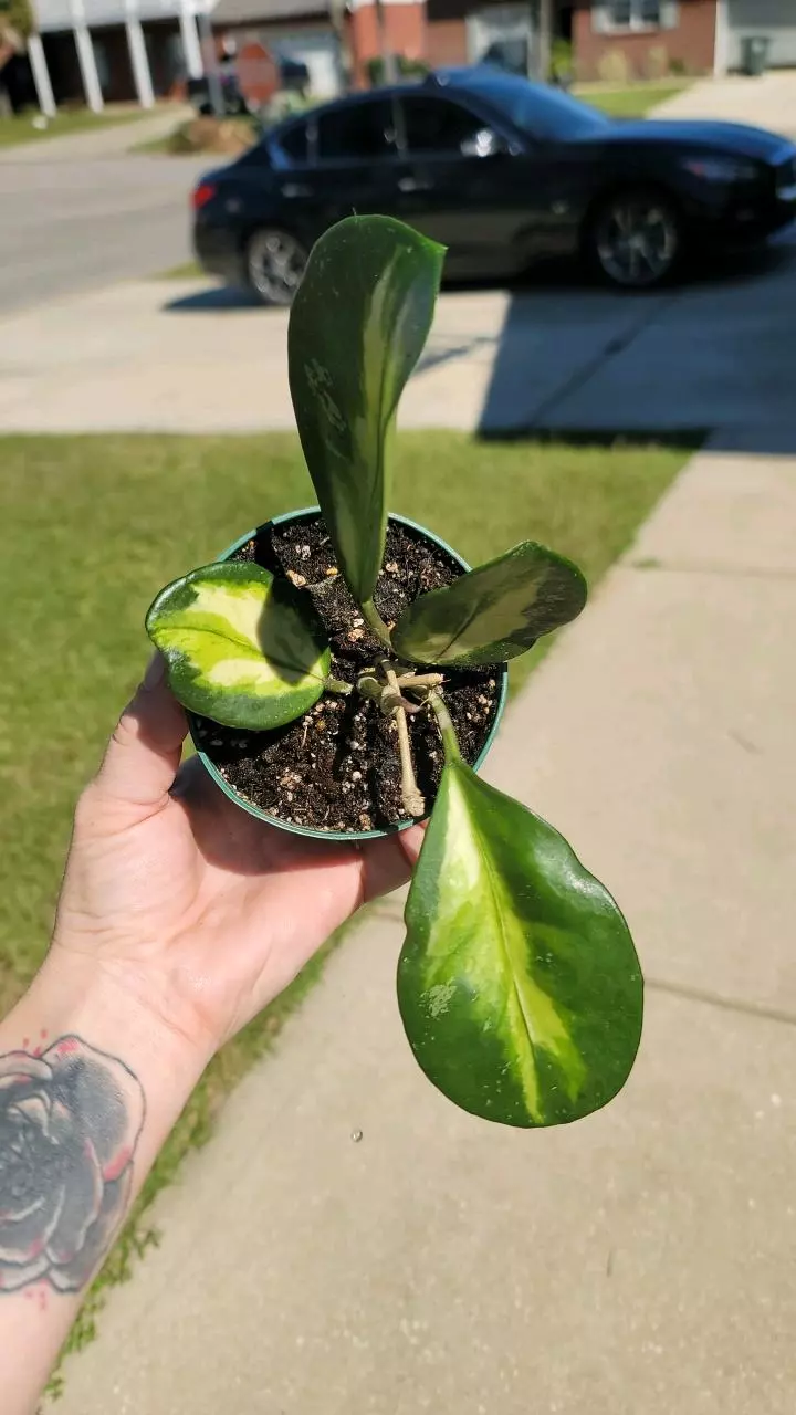plant/Hoya obovata inner var splash-0