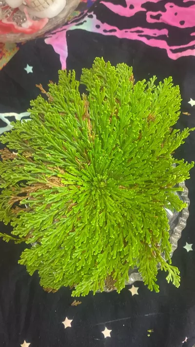 plant/Ressurection fern / Rose of Jerico 8-9” 185-0-thumbnail