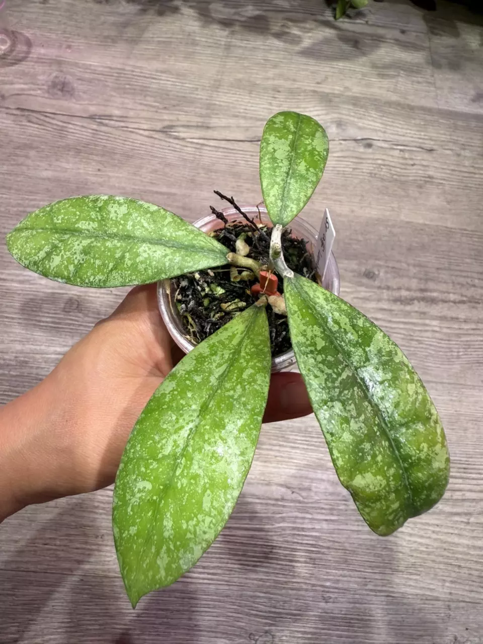 plant/Hoya sp aff Lambii-0